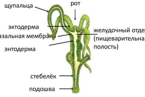 Https kraken at