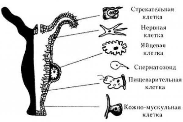 Можно ли вывести деньги с кракена
