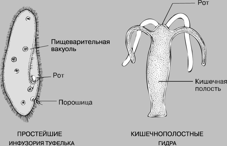 Почему не работает кракен